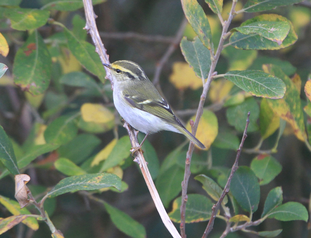 Pallas's Warbler