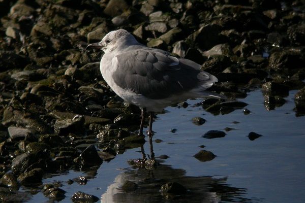 Laughing Gull