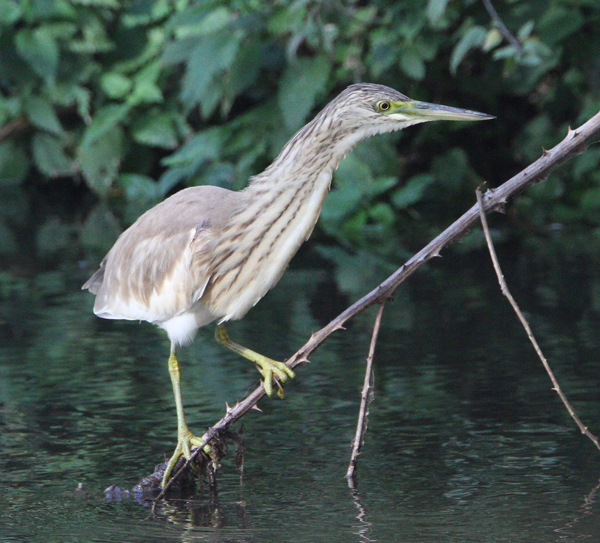 Squacco Heron