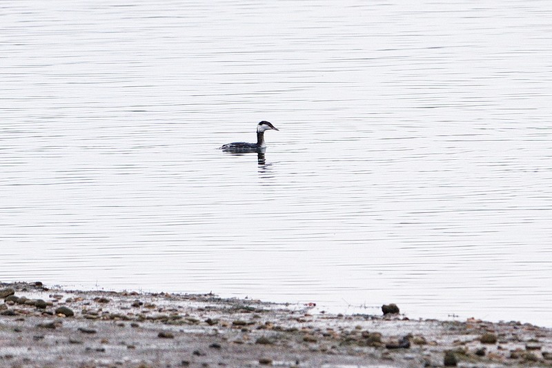 Slavonian Grebe