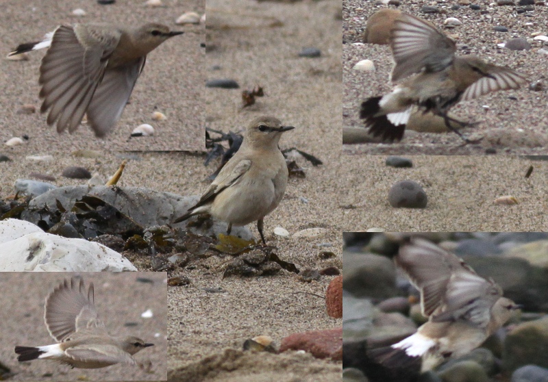 Isabelline Wheatear