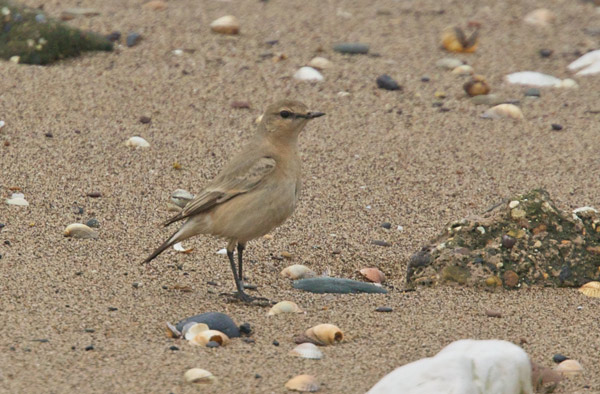 Isabelline Wheatear