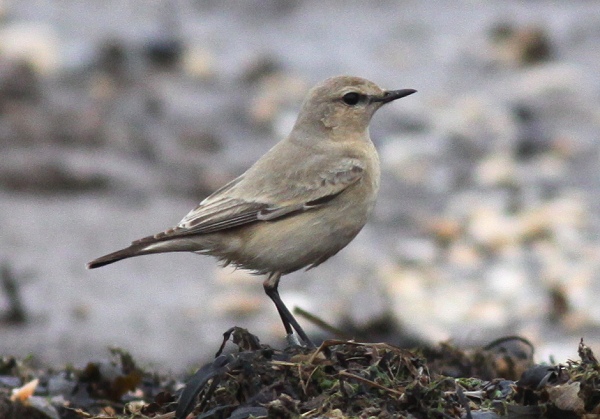 Isabelline Wheatear
