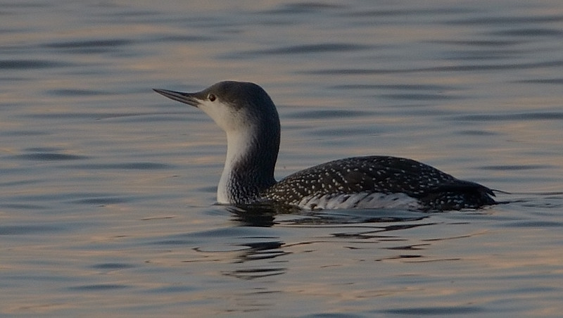 Red-throated Diver