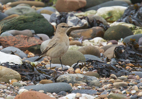 Isabelline Wheatear