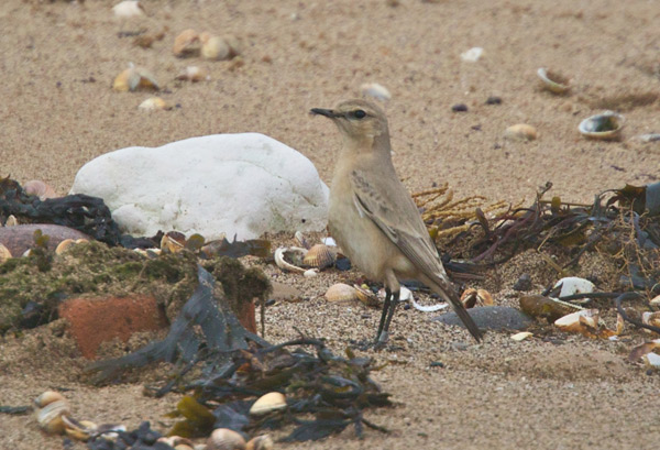 Isabelline Wheatear