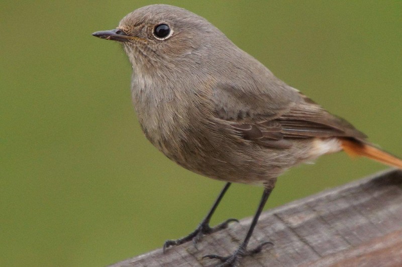 Black Redstart