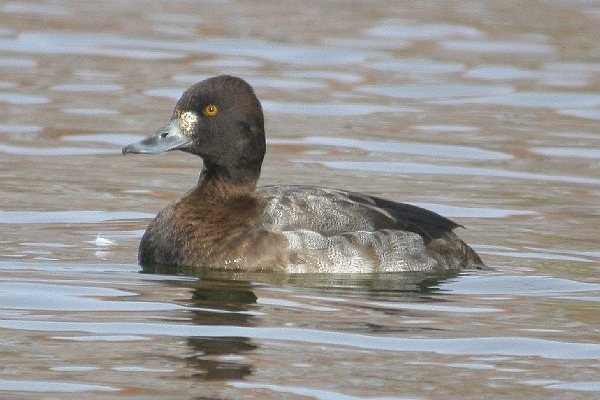 Lesser Scaup