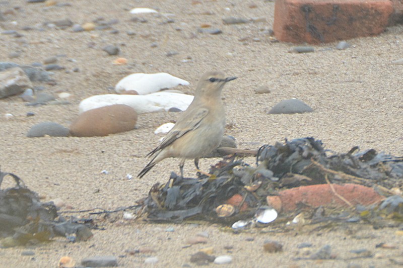 Isabelline Wheatear