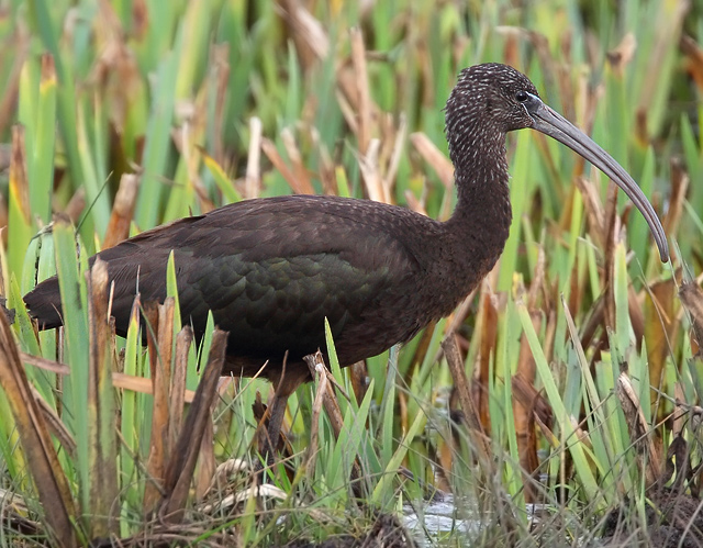 Glossy Ibis