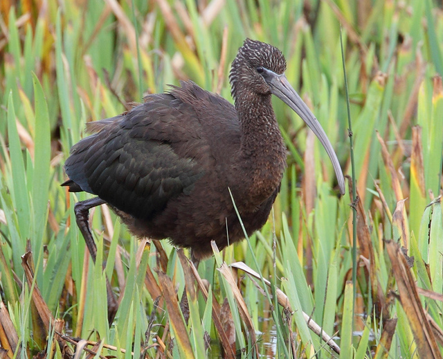 Glossy Ibis