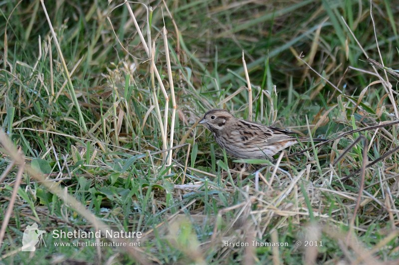 Pine Bunting