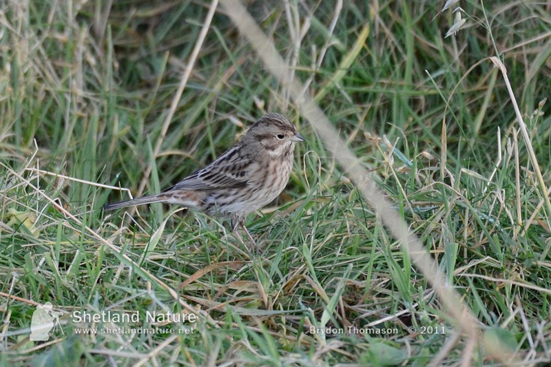 Pine Bunting