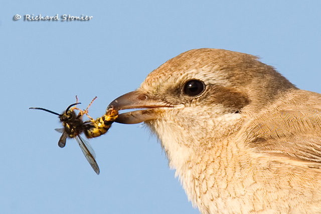 Isabelline Shrike