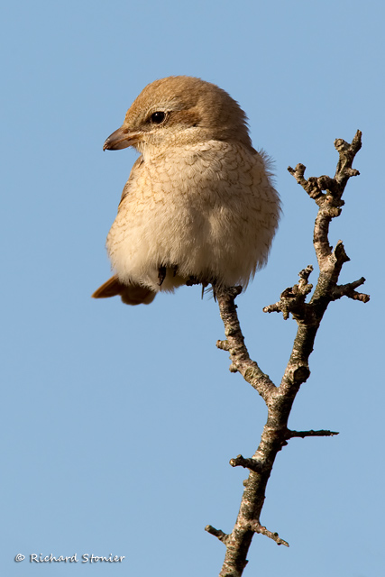 Isabelline Shrike