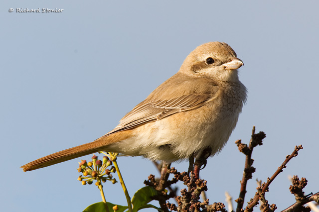 Isabelline Shrike