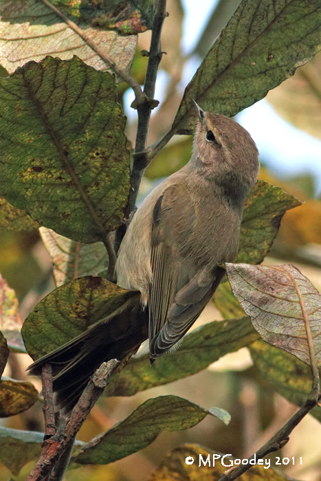 Chiffchaff