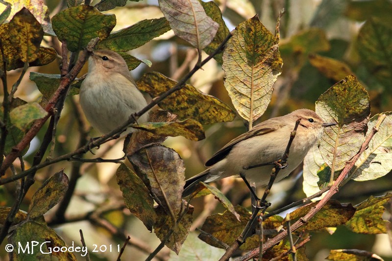 Chiffchaff