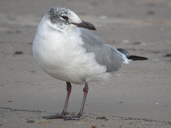 Laughing Gull
