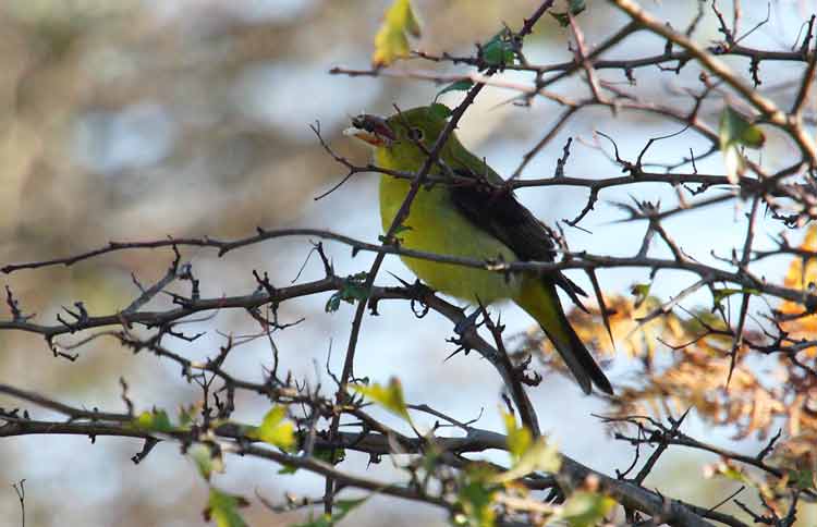Scarlet Tanager