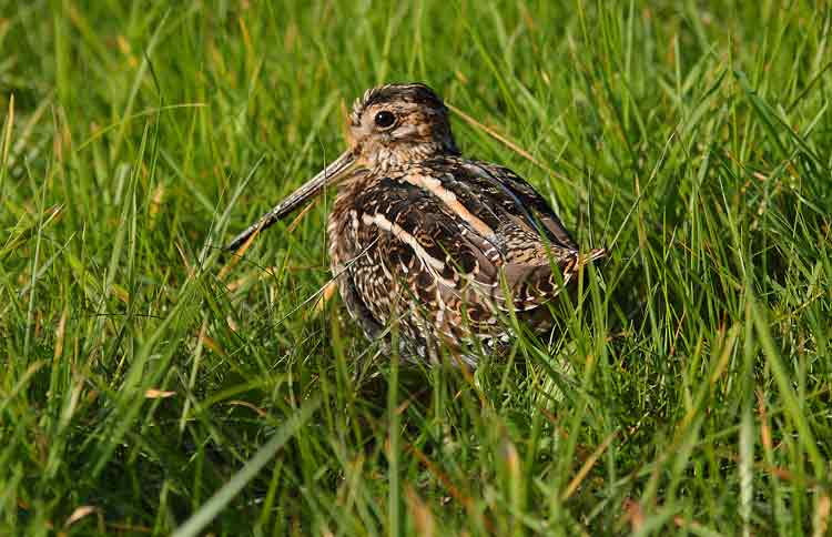 Wilson's Snipe