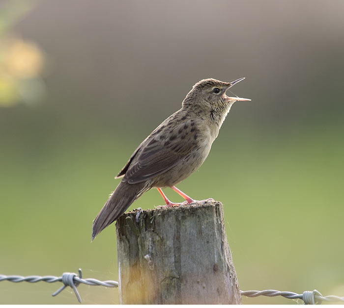 Grasshopper Warbler