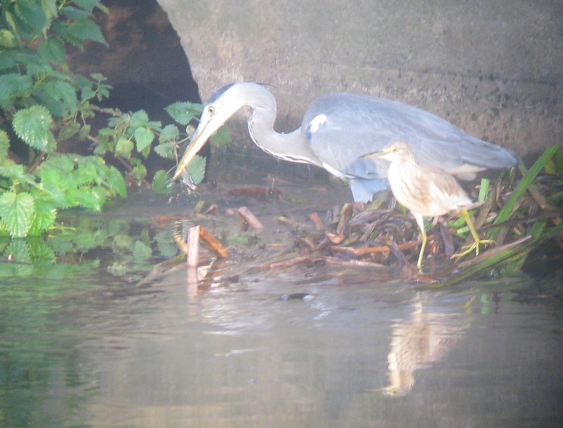 Squacco Heron