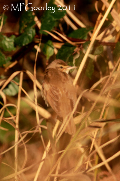 Great Reed Warbler