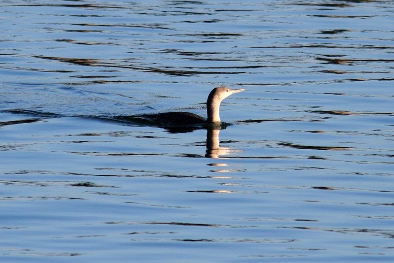 Red-throated Diver