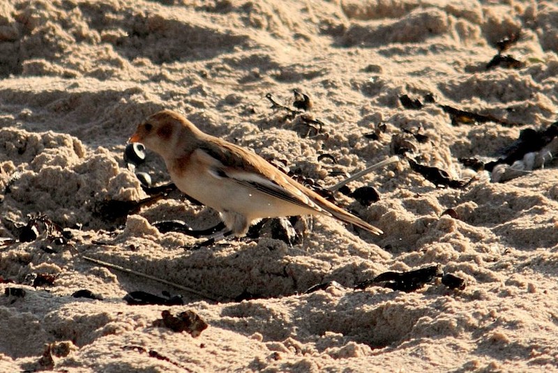 Snow Bunting
