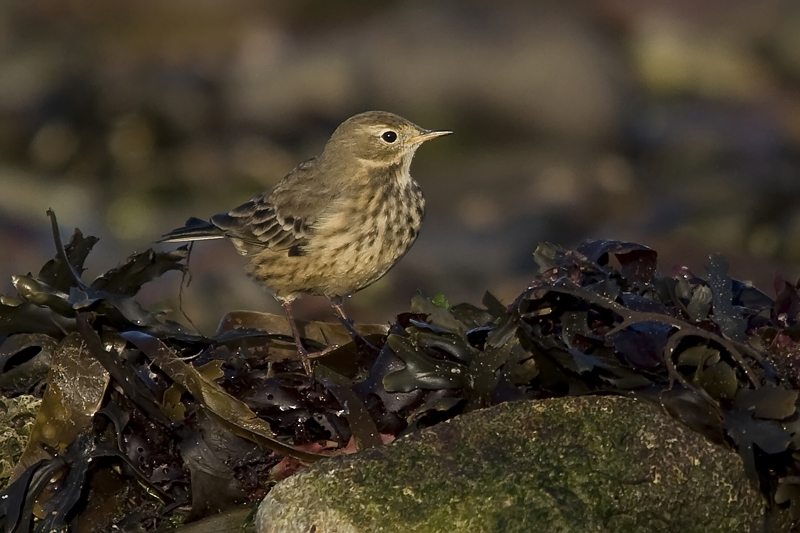American Buff-bellied Pipit
