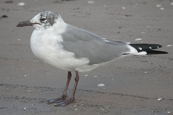 Laughing Gull