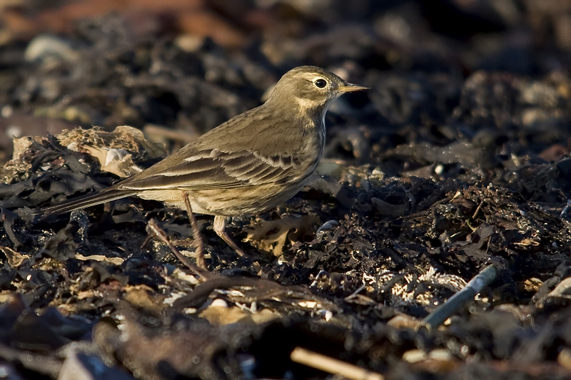 American Buff-bellied Pipit