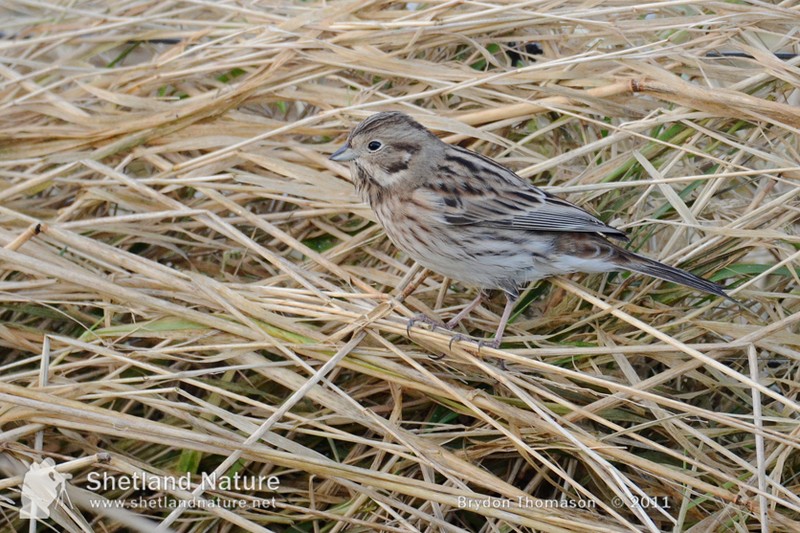 Pine Bunting
