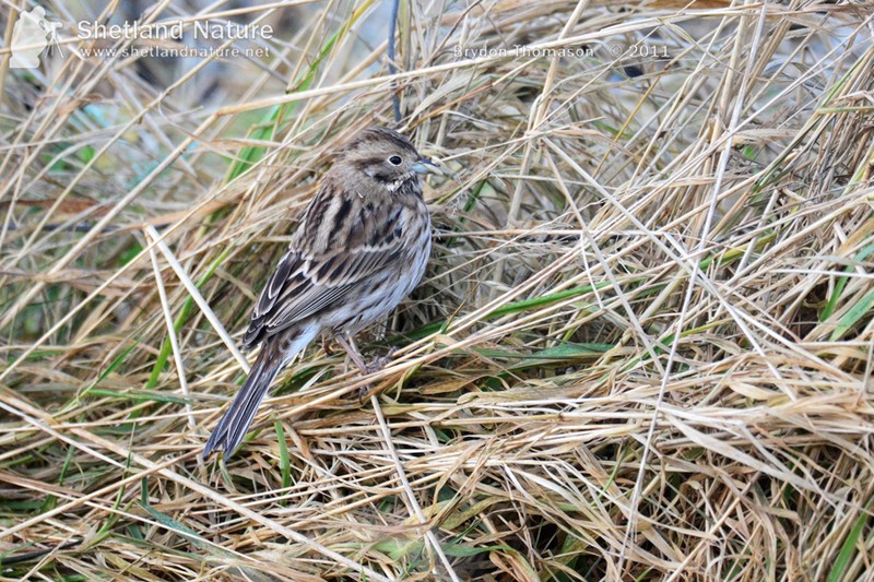 Pine Bunting
