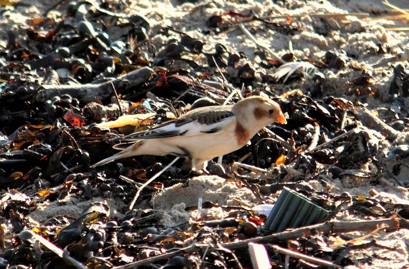 Snow Bunting