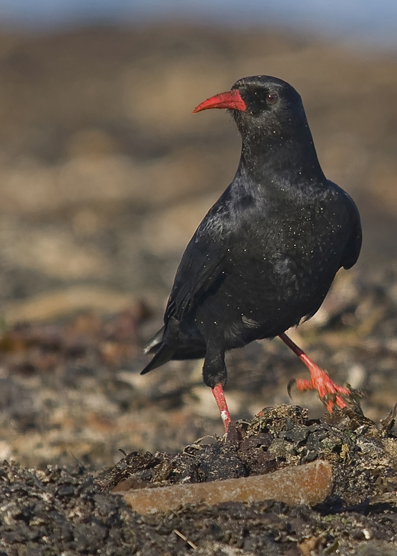 Chough