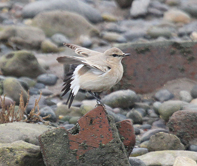 Isabelline Wheatear