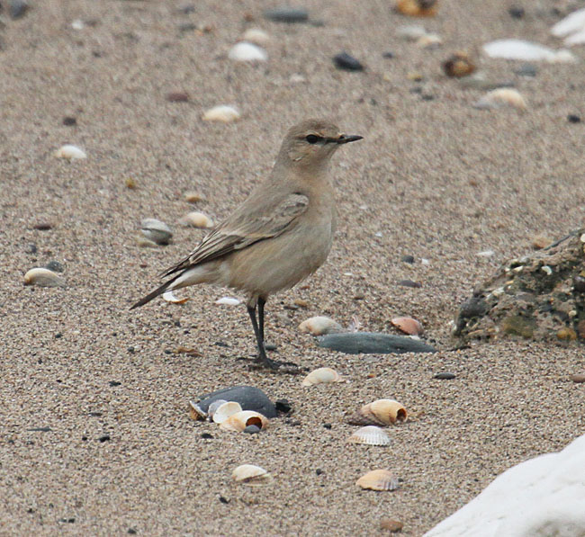 Isabelline Wheatear