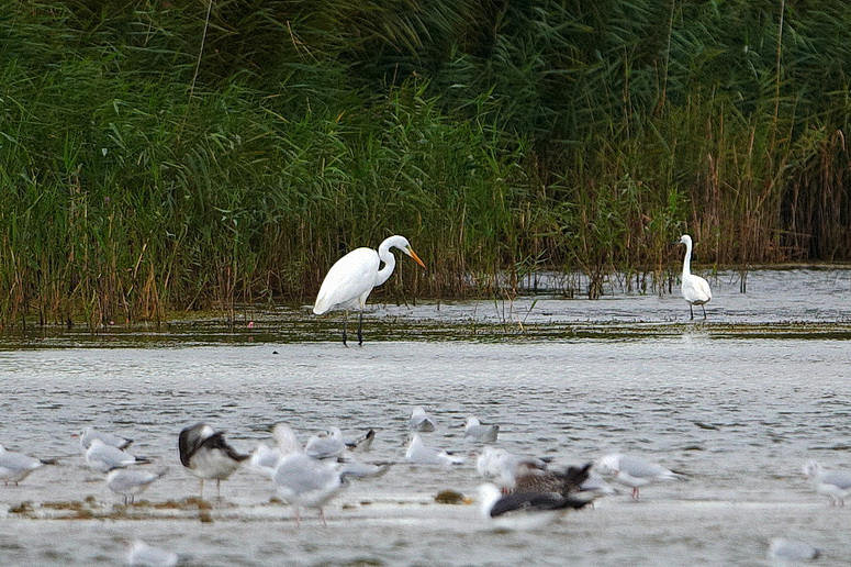 Great White Egret