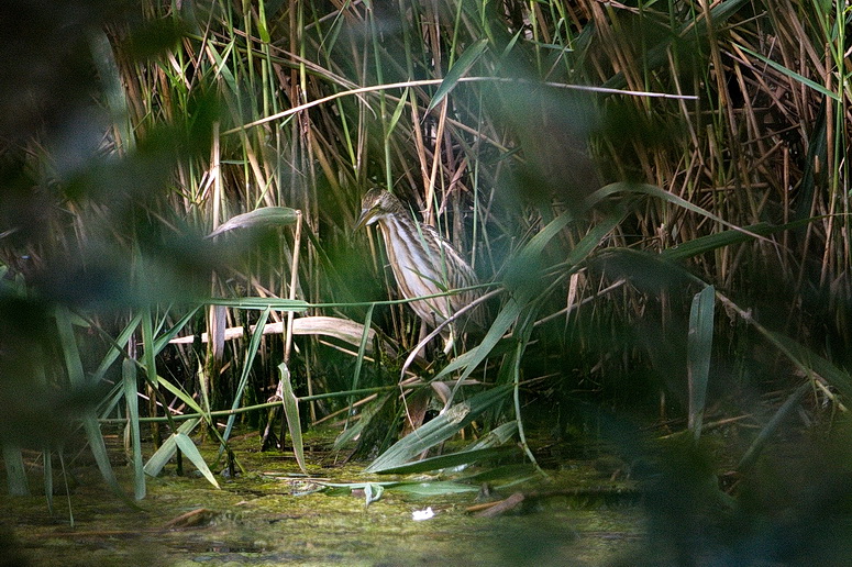 Little Bittern