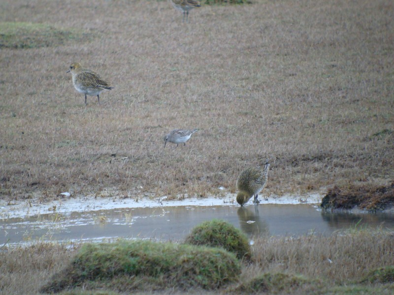 White-rumped Sandpiper