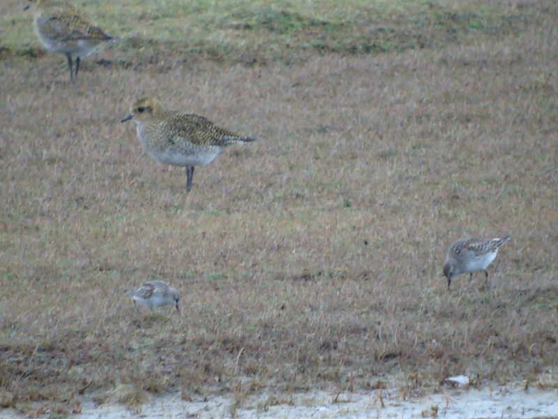 Semipalmated Sandpiper