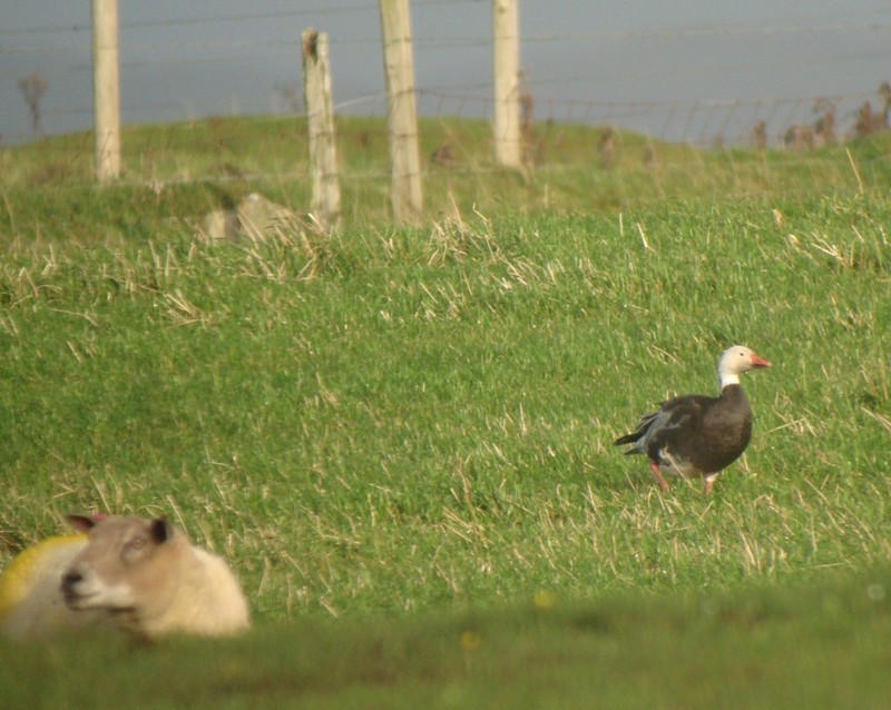 Snow Goose