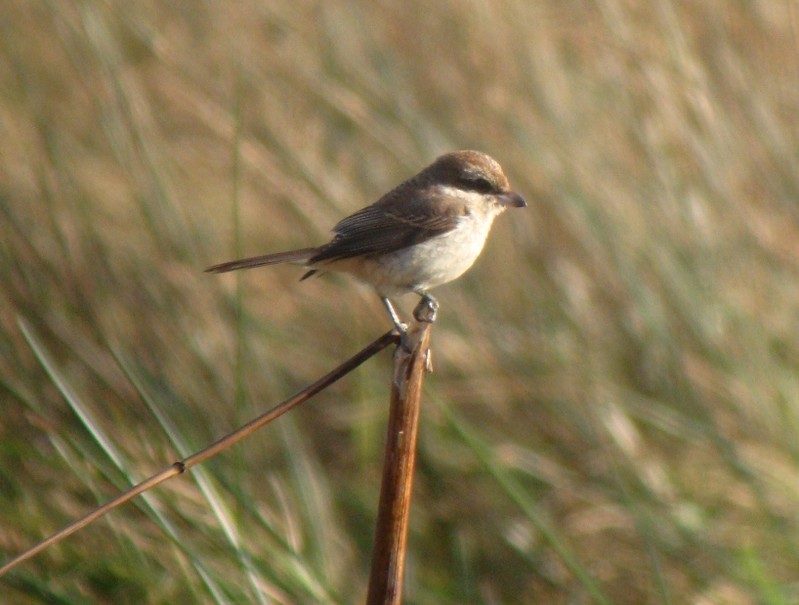 Brown Shrike