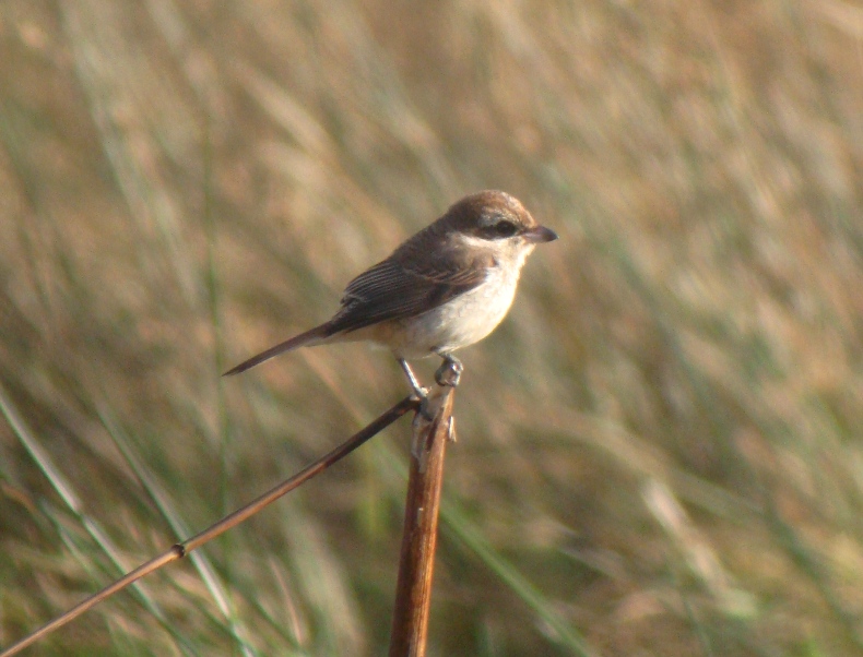Brown Shrike