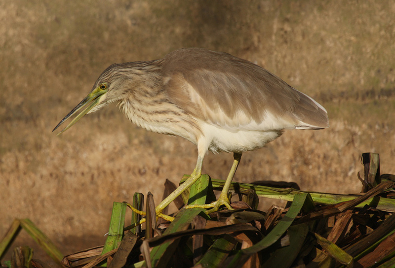 Squacco Heron