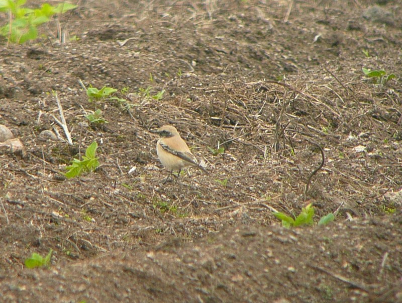 Desert Wheatear