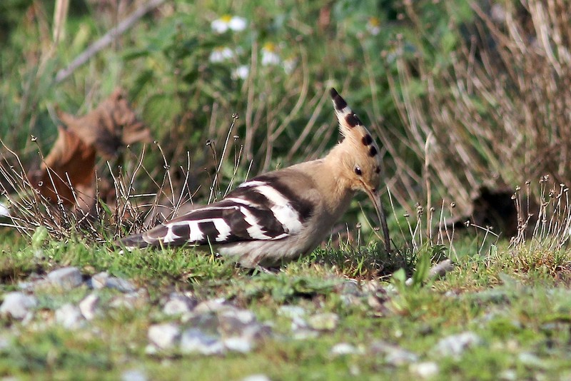 Hoopoe