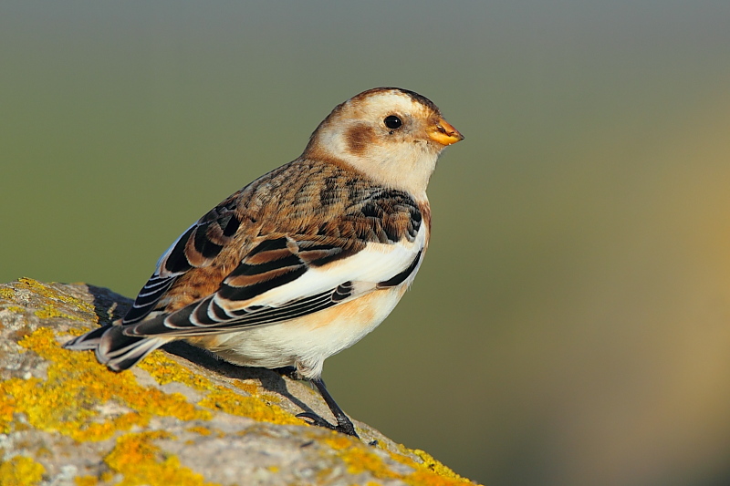 Snow Bunting